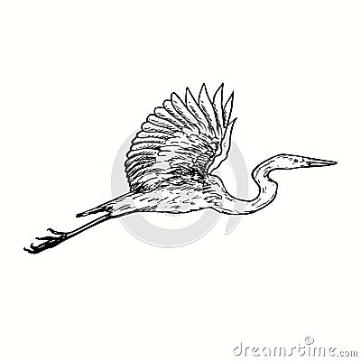 White heron Great egret, Ardea alba flying, side view. Ink black and white doodle drawing in woodcut outline style. Vector Illustration